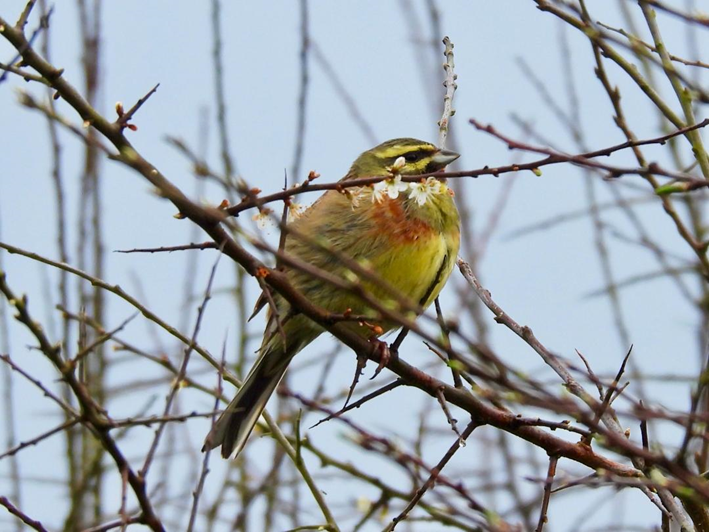 Cirlbunting1.jpeg