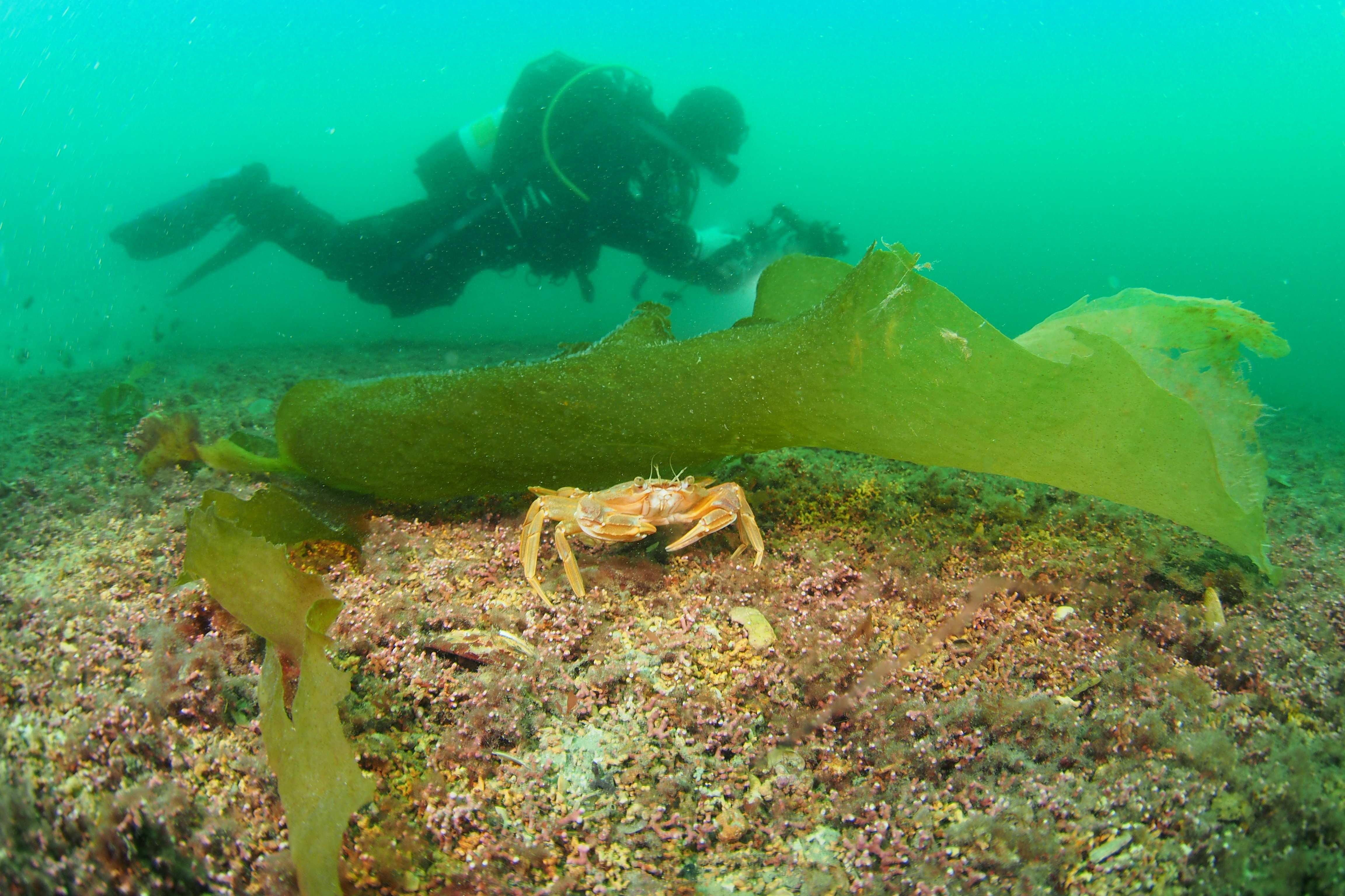 Hiding_Harbour_Crab_on_Maerl.jpeg