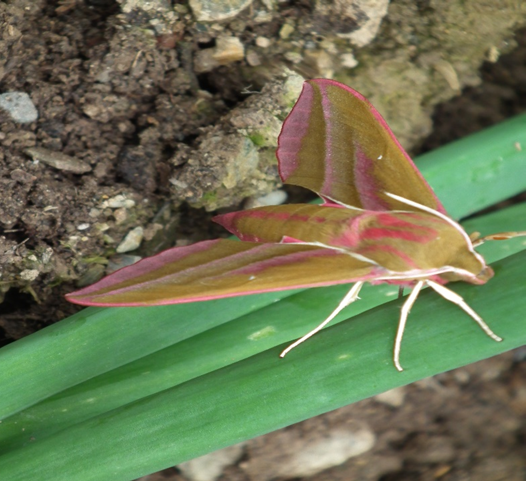 Moth.jpeg