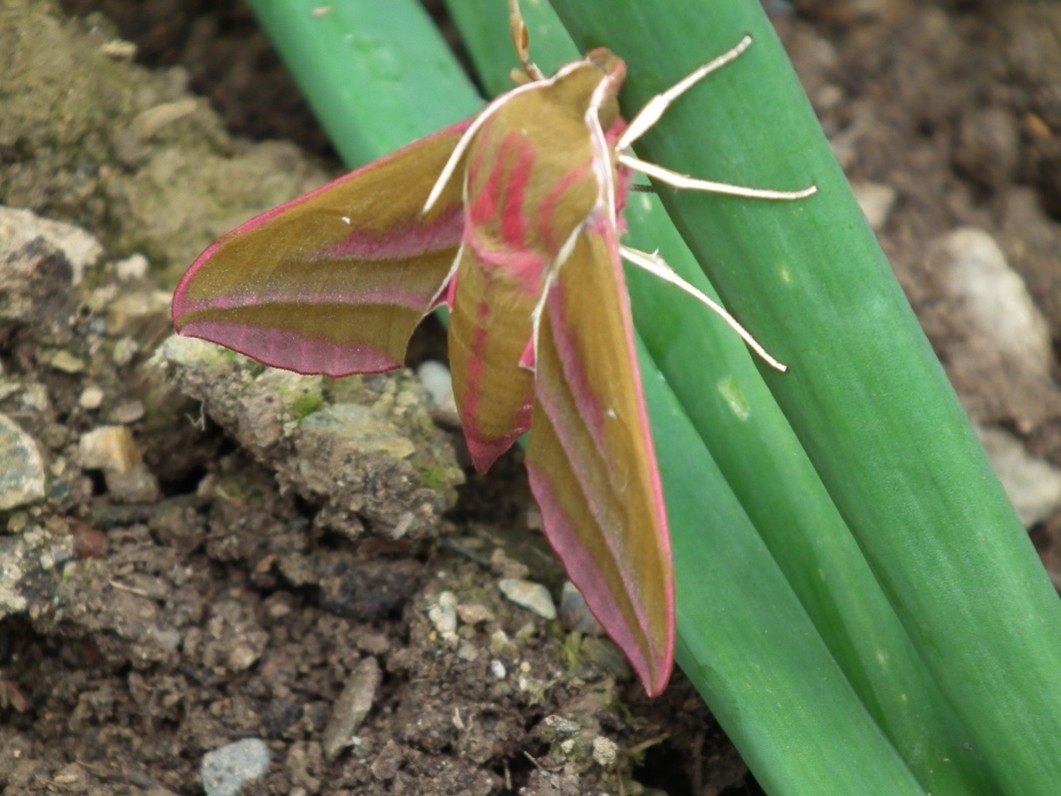 Moth_Morning.jpeg
