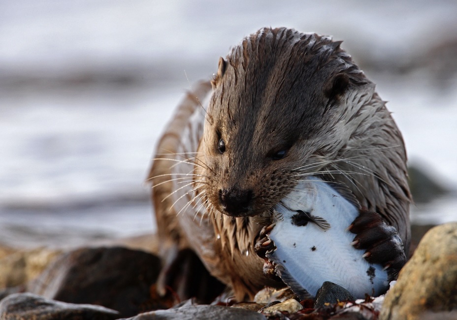 Otters on the Fowey River
