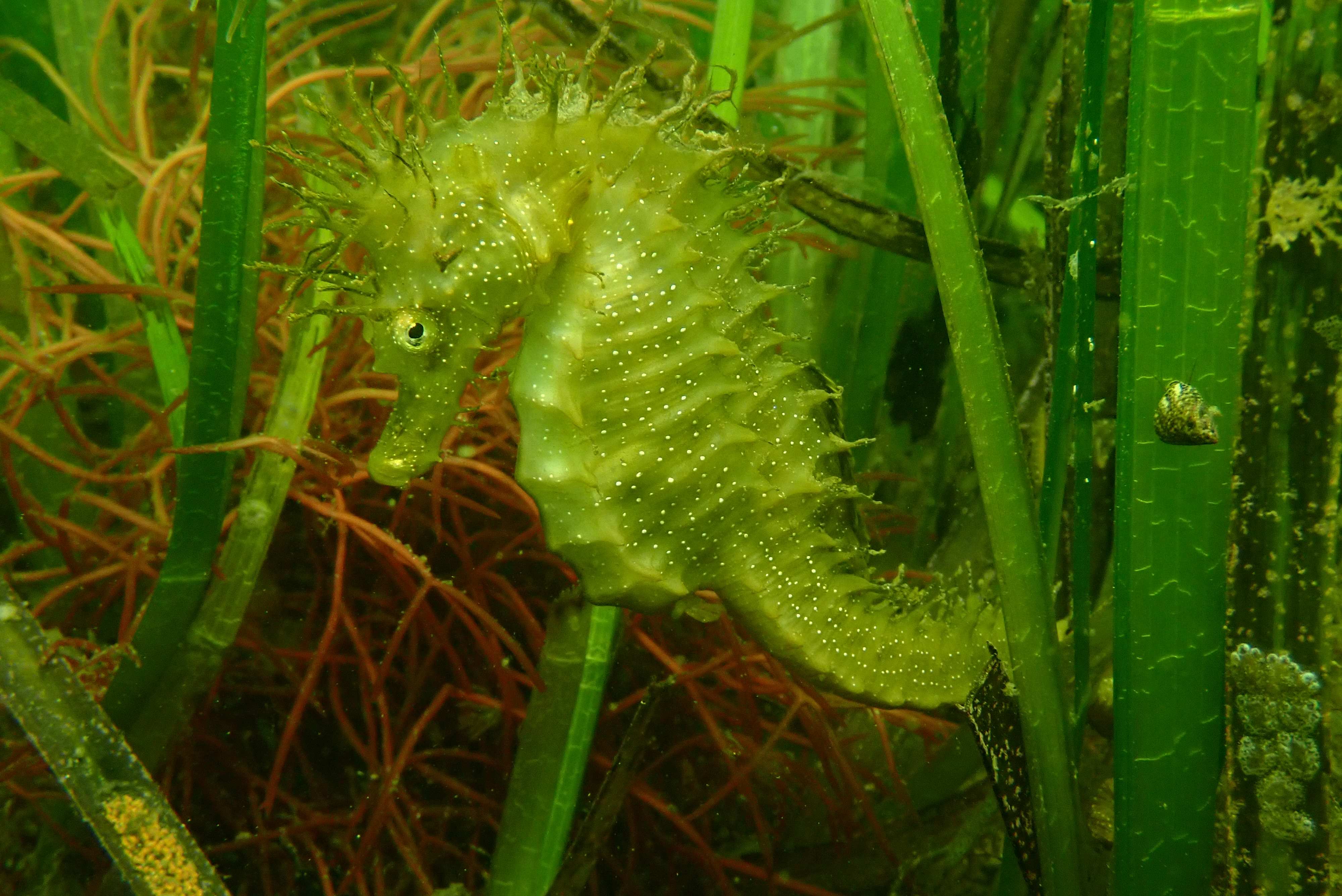 Seahorse_MS_fal_2022_Hippocampus_guttulatus_resized.jpg