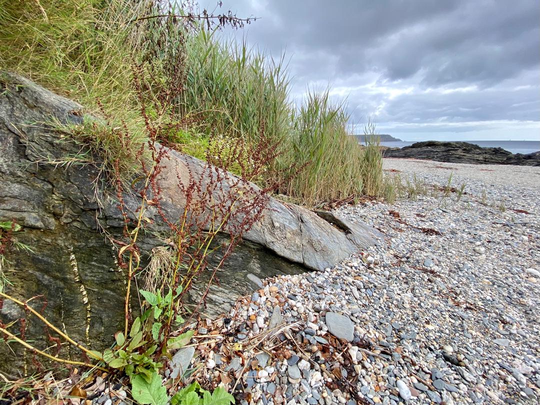 shore dock whole plant