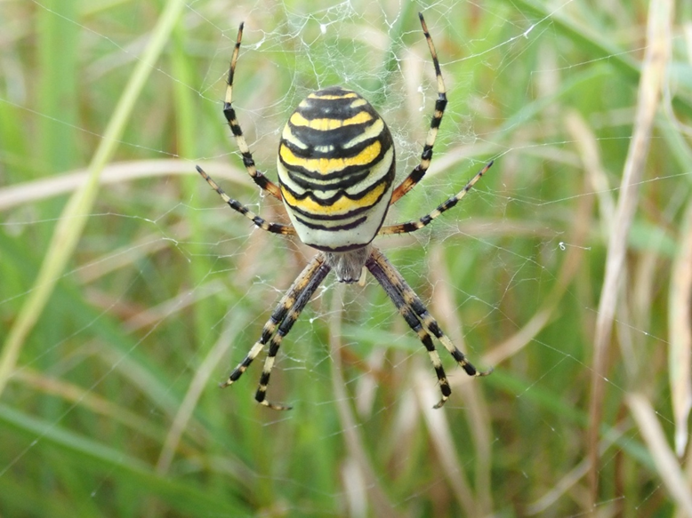 spider1.jpeg